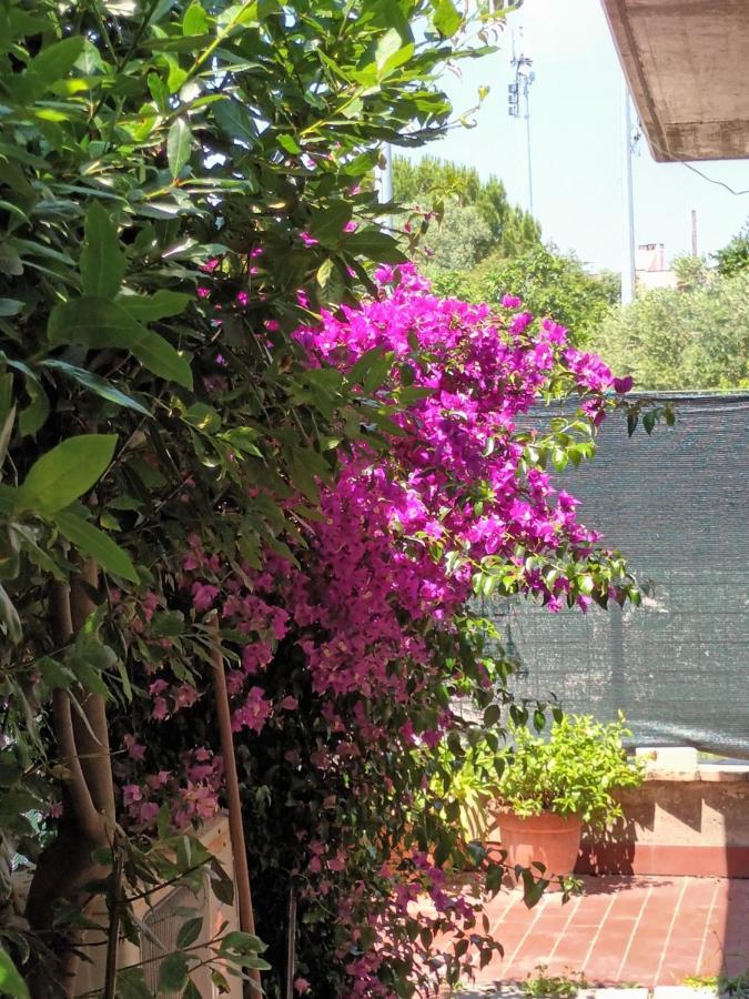 Bouganville A Apartament B&B Civitanova Marche Luaran gambar
